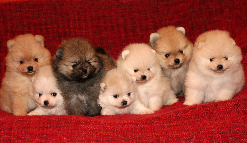 Câini din rasa Pomeranian - Blog Blog Animale - Nutritie Ingrijire Caini si Pisici
